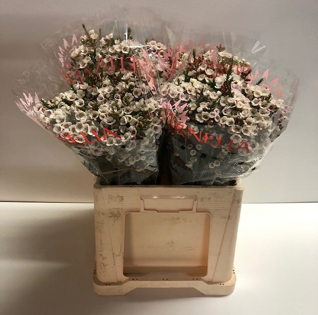 Chamelaucium moonlight delight.jpg
